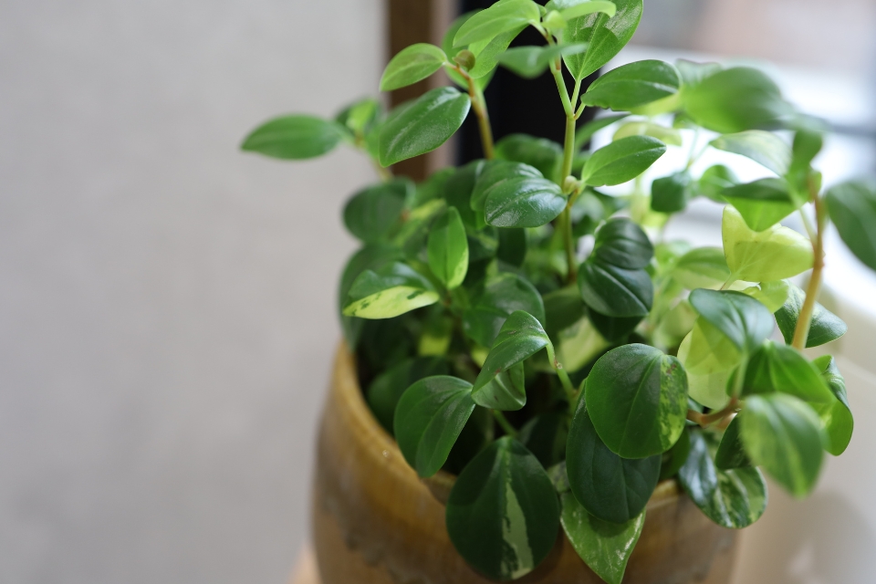 観葉植物